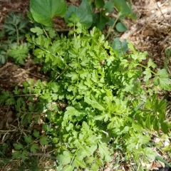 narrow-leaved bittercress thumbnail 3