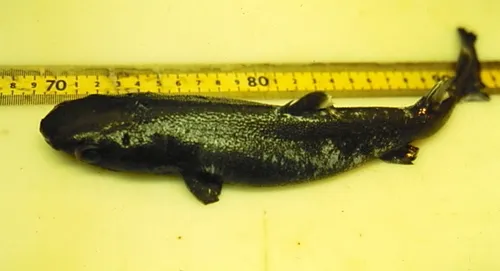 Great Lantern Shark