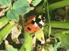 Prolongate Lady Beetle thumbnail 2