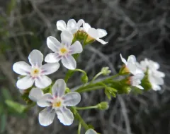 Spotted Stickseed thumbnail 2
