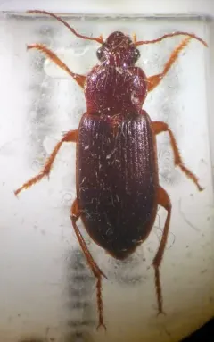 Ophonus rufibarbis thumbnail 3