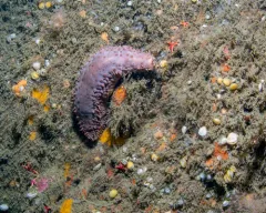 Reddish Brown Sea Cucumber thumbnail 1