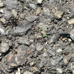 Allocosa funerea thumbnail 1