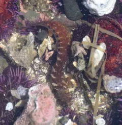 Mosshead Warbonnet thumbnail 2