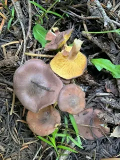 Calocybe onychina thumbnail 1