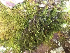 Oeder's Apple-moss thumbnail 4