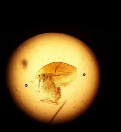 Picripleuroxus striatus thumbnail 3