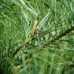 Beaverpond Baskettail thumbnail 3