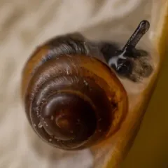 Common Chrysalis-Snail thumbnail 2