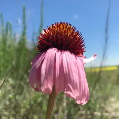 narrow-leaved purple coneflower thumbnail 4