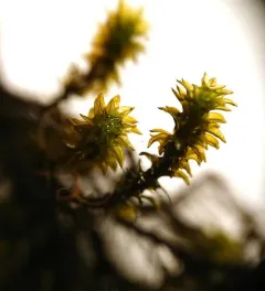 blackmat splashzone moss thumbnail 2