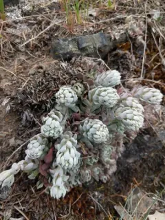 applegate stonecrop thumbnail 2