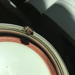 Two-spotted Stink Bug thumbnail 2