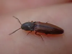 Rusty Click Beetle thumbnail 2