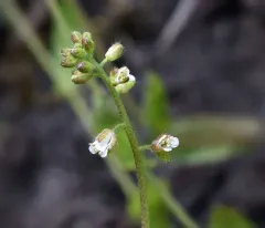 Short's Rockcress thumbnail 2