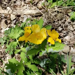 Celandine Poppy thumbnail 2