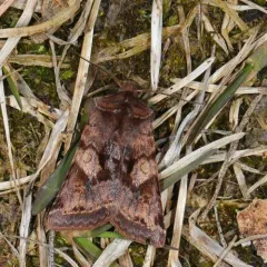 Willow Dart thumbnail 3