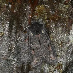 Plush-naped Pinion thumbnail 4