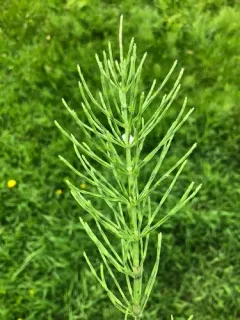 field horsetail thumbnail 5