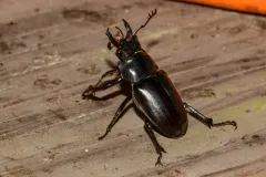 Smooth Stag Beetle thumbnail 5
