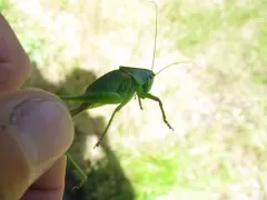 Noisy Shield-backed Katydid thumbnail 2