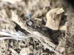 Habronattus altanus thumbnail 1