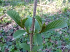 Siebold's Viburnum thumbnail 3