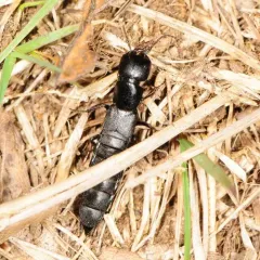 Ocypus nitens thumbnail 2