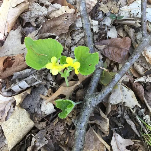 downy yellow violet