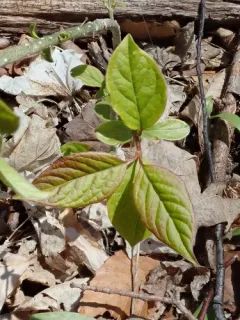 Syringa villosa thumbnail 2
