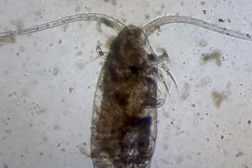 Pseudocalanus elongatus