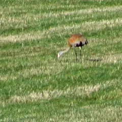 Sandhill Crane thumbnail 4
