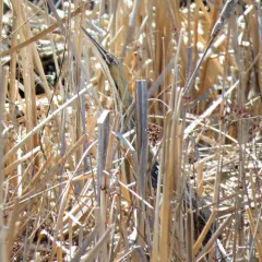 American Bittern thumbnail 4