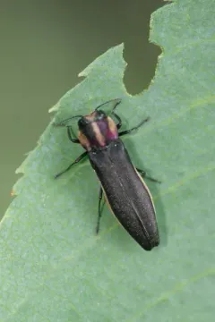 Hawthorn Root Borer thumbnail 3