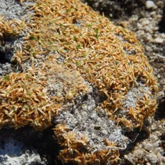 Moss Campion thumbnail 4