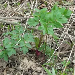 purple-stemmed angelica thumbnail 4