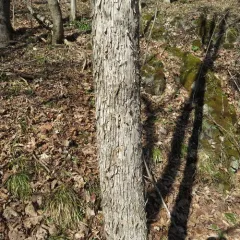 American hophornbeam thumbnail 4