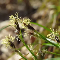 Pennsylvania sedge thumbnail 2