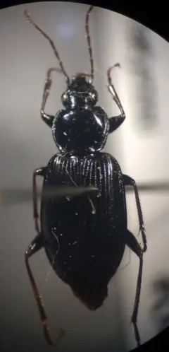 Agonum fidele thumbnail 2