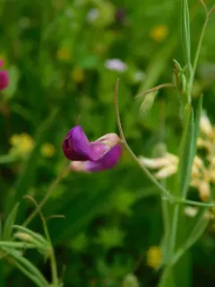 Angled Pea thumbnail 3