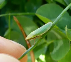 Draeculacephala constricta thumbnail 2