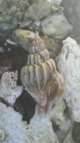 Boreotrophon vancouverensis