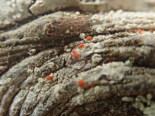 Northern Crimson Dot Lichen