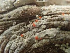 Northern Crimson Dot Lichen thumbnail 1