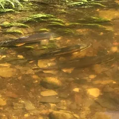 Longnose Sucker thumbnail 1