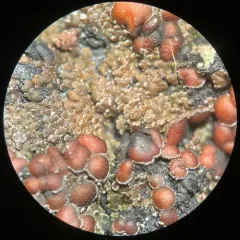 White-rimmed shingle lichen thumbnail 4