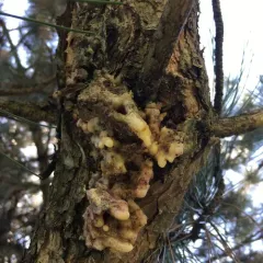 Pitch Mass Borer Moth thumbnail 3