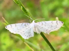 Hydrelia brunneifasciata thumbnail 4