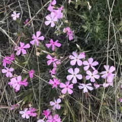 Longleaf Phlox thumbnail 3