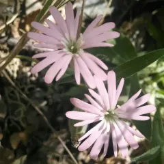 Hooker's Catchfly thumbnail 3